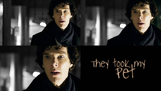 Sherlock - Pet