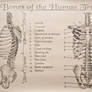 Bones of the Human Trunk
