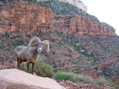 Bighorn Sheep