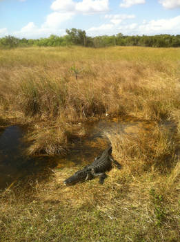 Chillin' in the Everglades