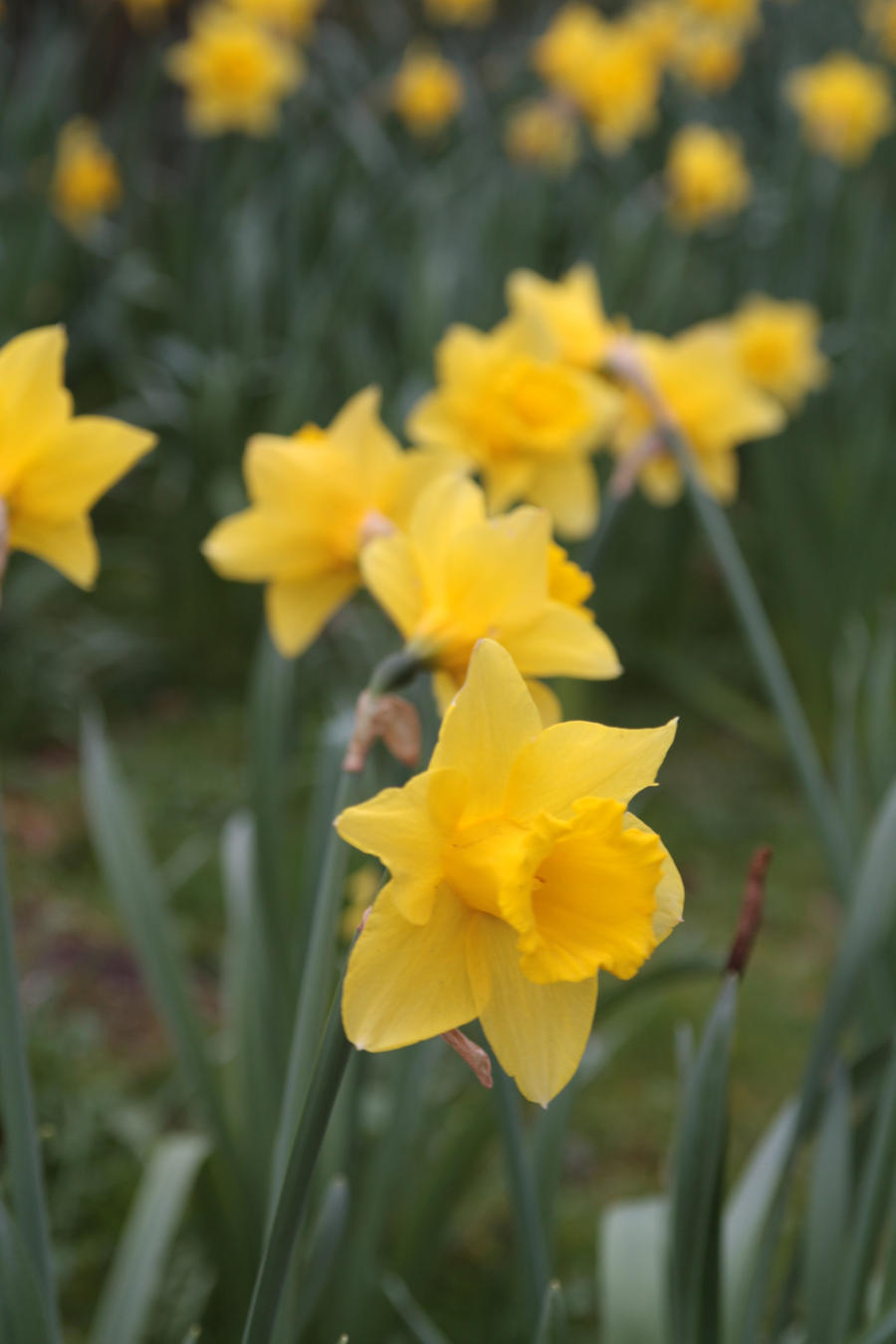 Avebury Daffodils