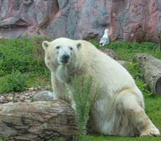 Icebear