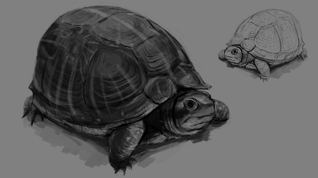 Turtle Study by krasnirex on DeviantArt