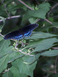 Blue wings