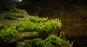 Moss and Frost