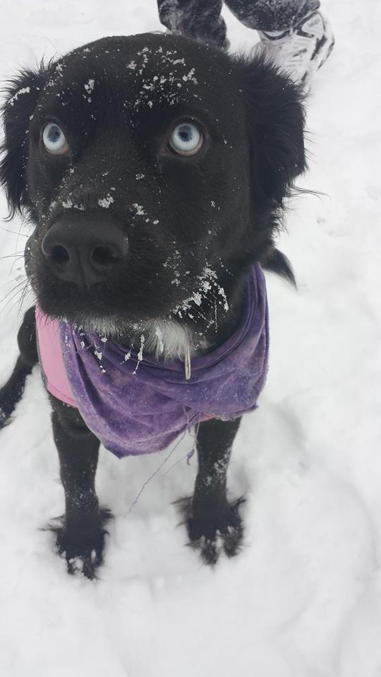 Bo-bo in the Snow. by Payyn on DeviantArt