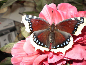 My pretty Butterfly