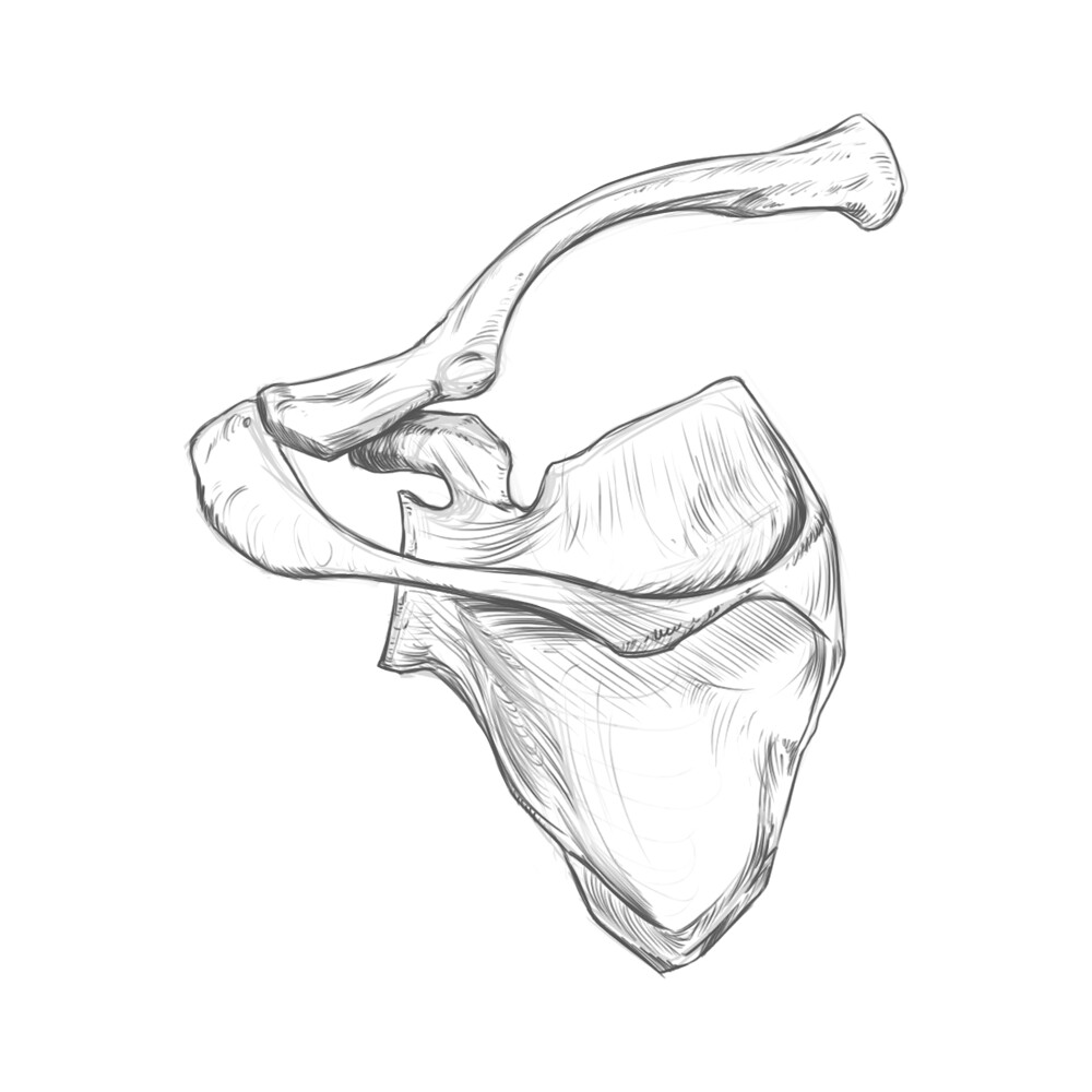 Scapula Anatomy Unlabeled