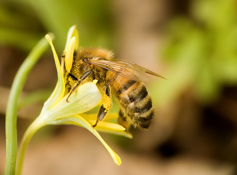 Bee 2