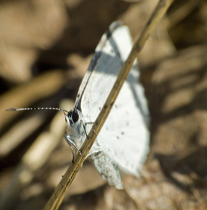 Butterfly - Motyl 2