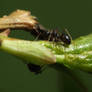 Ant - Mrowka