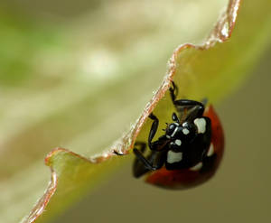 Ladybird