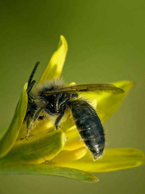 White bee