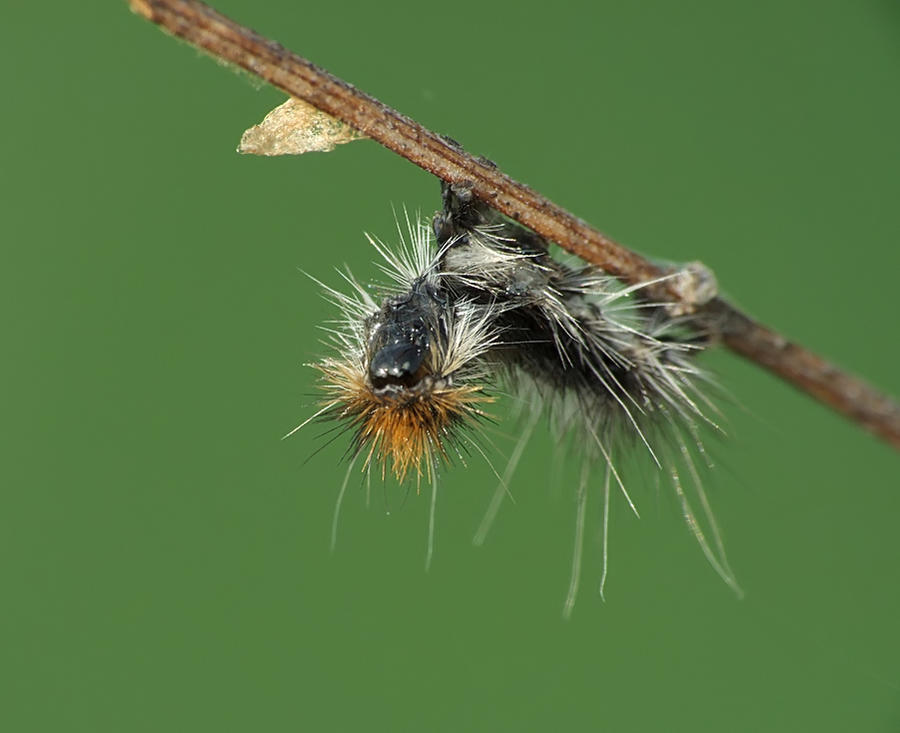 Caterpillar