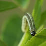 Caterpillar 2