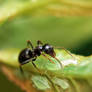 Ant - Mrowka 3
