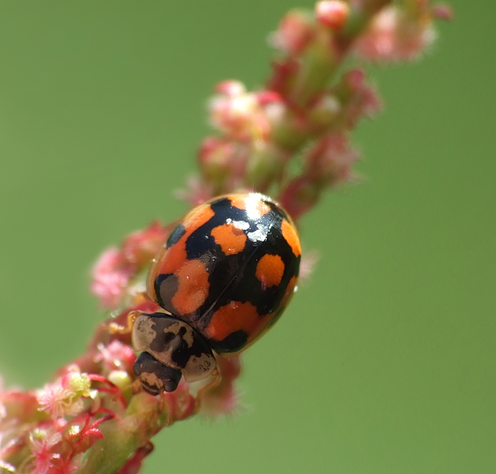 Ladybird 3