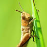 Grasshopper 2