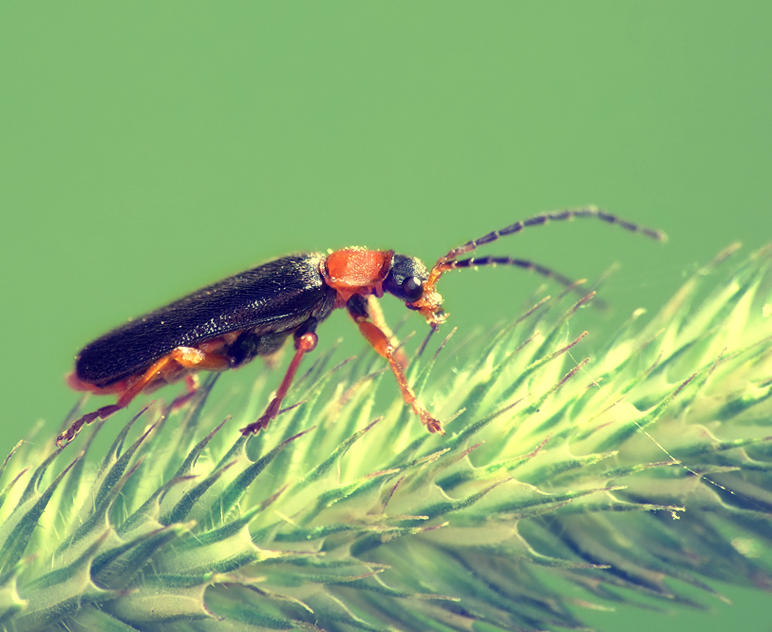 Gitgituk Insect Insect 18 by mateuszskibicki1 on DeviantArt