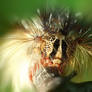 Caterpillar portrait