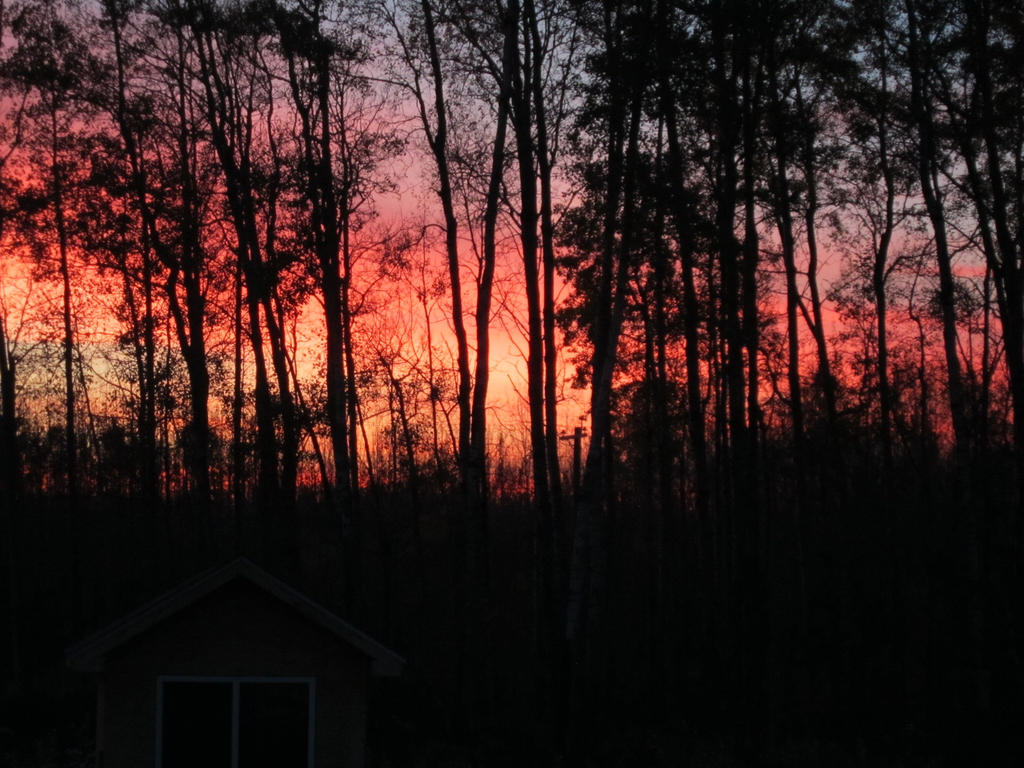 Red sky, dark trees.