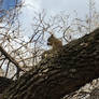 Squirrel eating his supper.