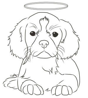 Cavalier pup with halo - PRACTICE