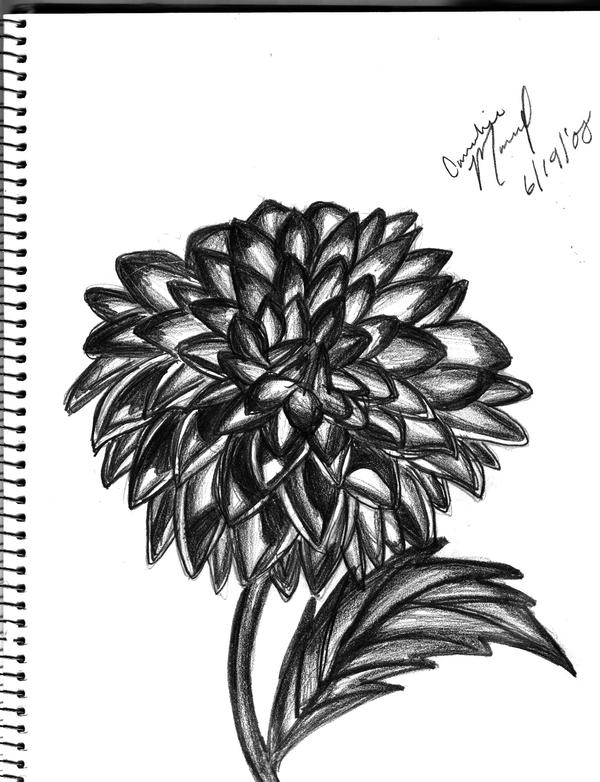 The Black -and White- Dahlia