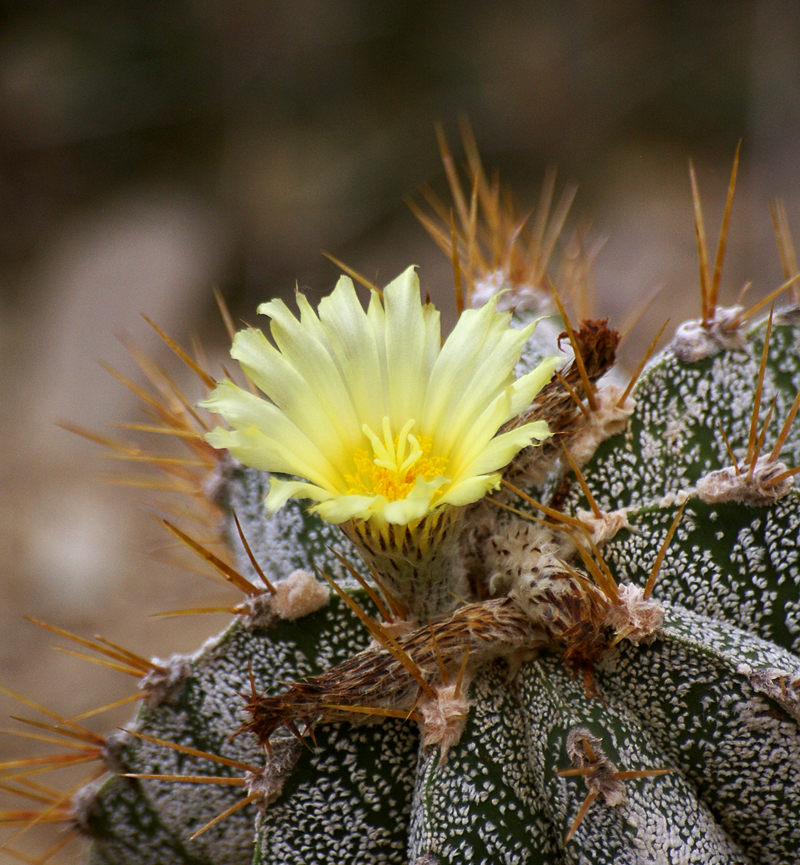 cactus bloom