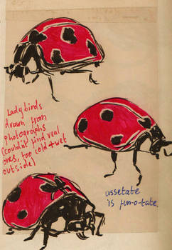 ladybirds