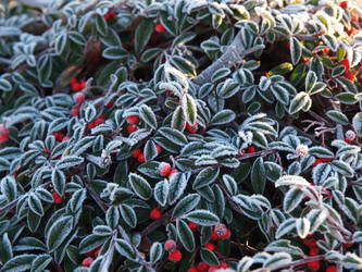 Berries and frost