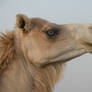 Libiya camel,in colour