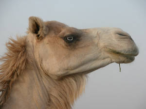 Libiya camel,in colour