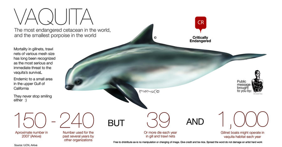 Vaquita the most endangered cetacean in the world by memuco