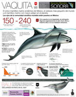 Vaquita graphic for Federal protection Agency