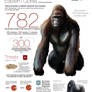 782 mountain gorillas