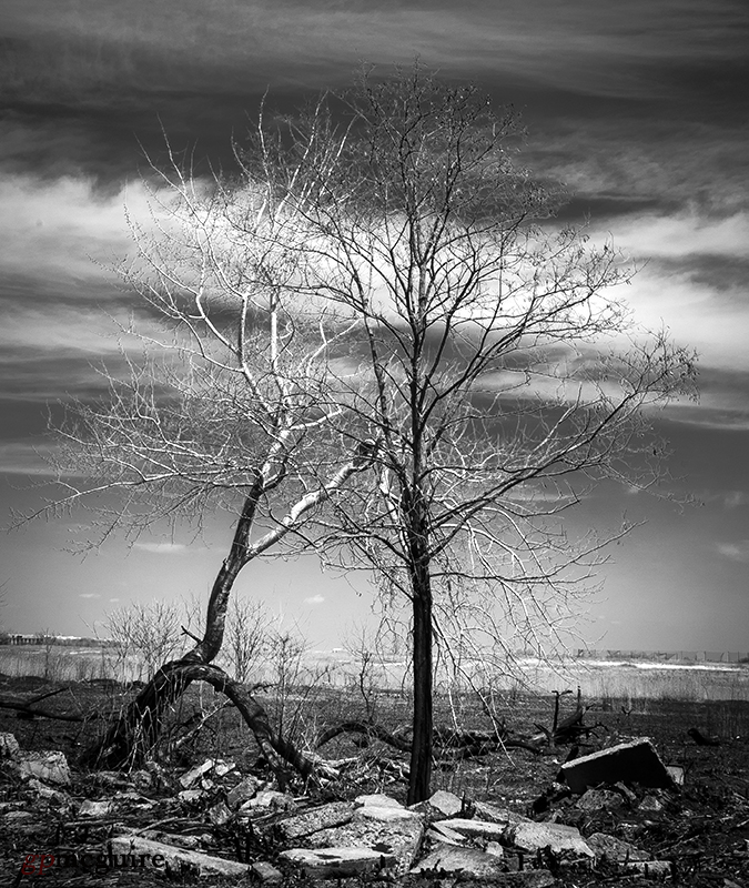 Burnt tree