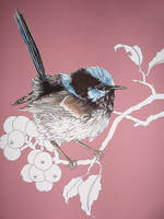 Blue Wren on the Branch