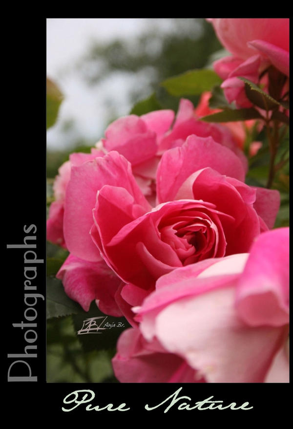 Photography Natur Pink Rose