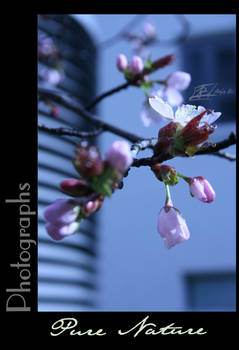 Photography Blossom Cold City