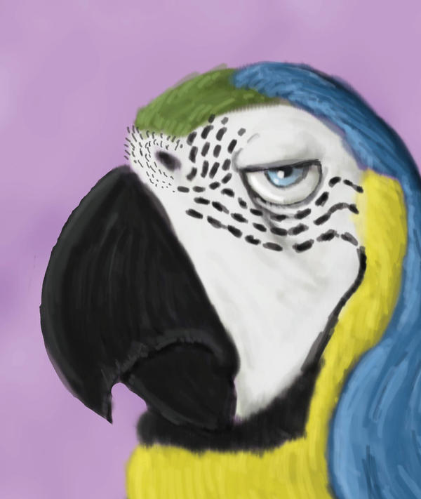 Blue Macaw