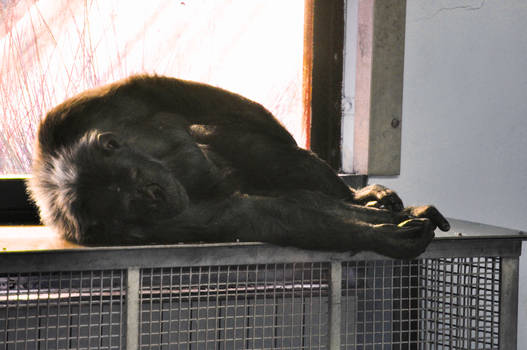 Sun Bathing Monkey