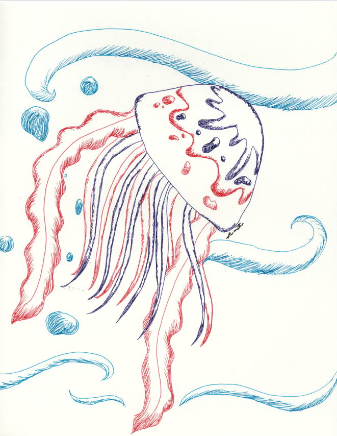 Jellyfish Sketch