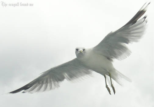 The seagull found me