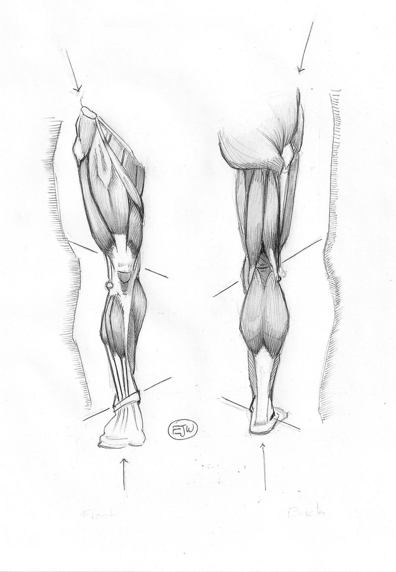 Anatomy of the Leg