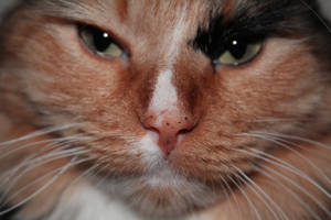 Freckles has freckles