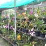 orchid garden