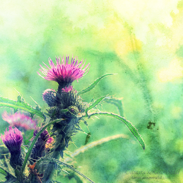 Thistle