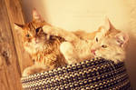 Brothers and friends by TammyPhotography