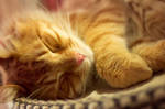 Nap time by TammyPhotography